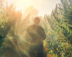 An organic cannabis farmer