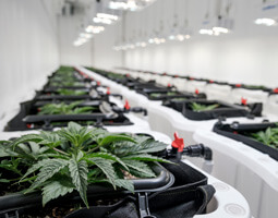 Cannasouth cultivation facility